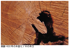 サンプル画像